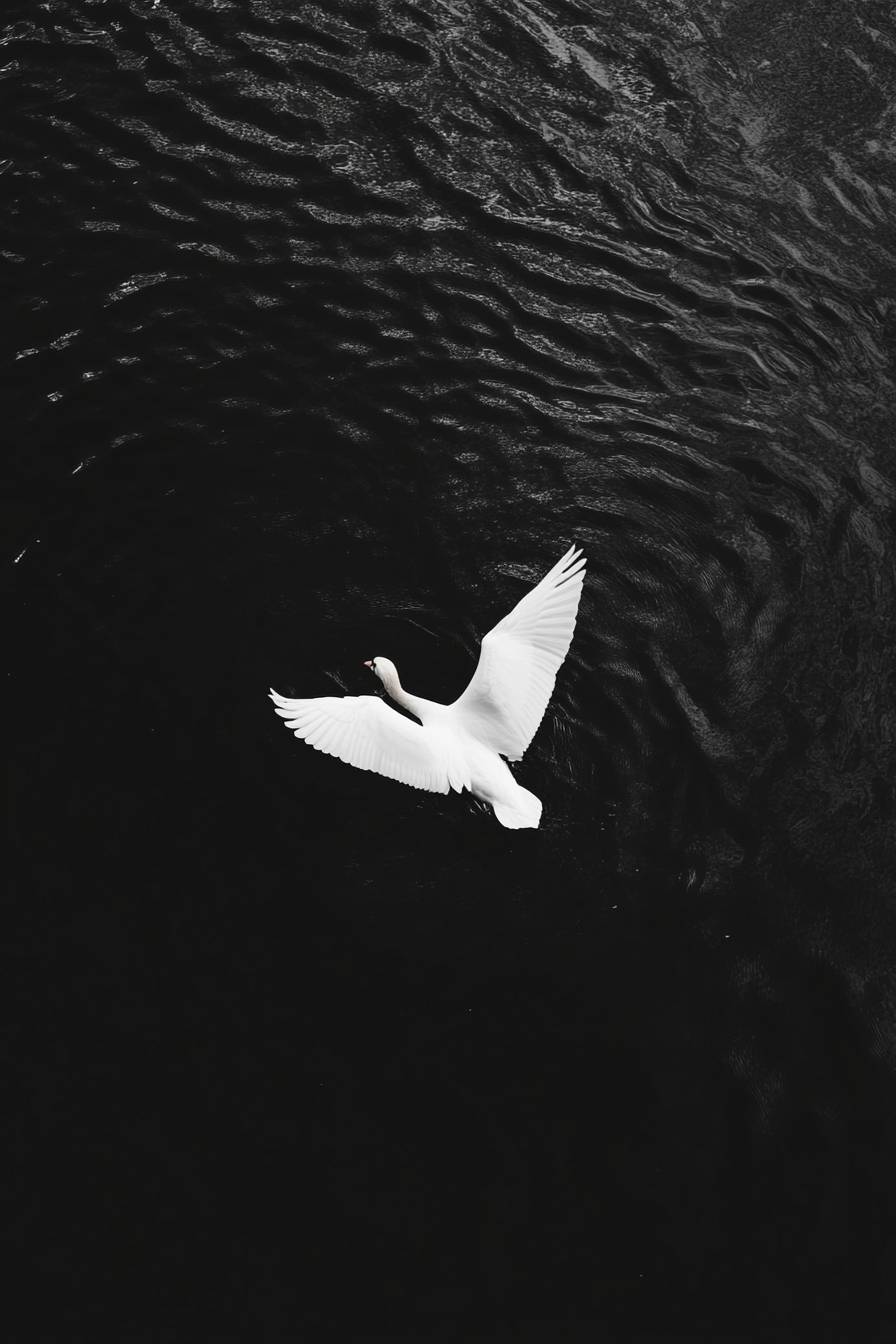 Uma fotografia em preto e branco de um cisne branco nadando no meio de um grande lago, tirada de cima.