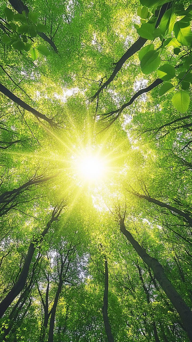 View of the forest canopy with sunlight through leaves, peaceful spring growth.